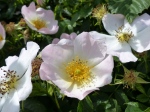 Dog Rose Flower (Rosa canina)