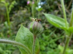Red Campion fruit (Silene dioica)