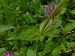Red Campion leaves (Silene dioica)