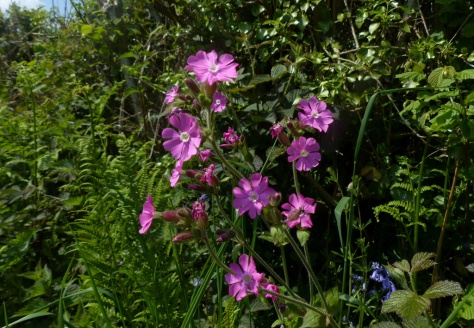 Red Campion (Silene dioica)