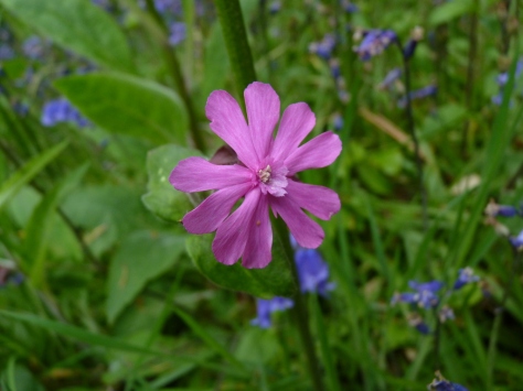 Red Campion male flower (Silene dioica)