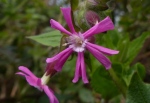 Red Campion male flower (Silene dioica)