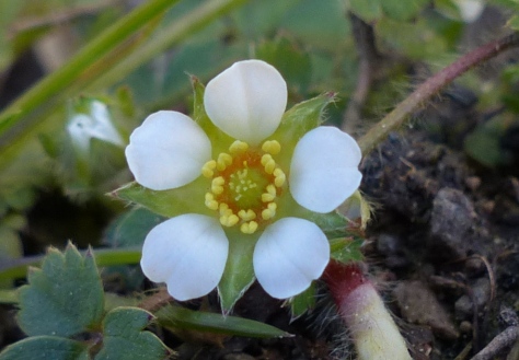 Barren Strawberry flower (Potentilla sterilis)