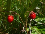 Wild Strawberry fruit (Fragaria vesca)