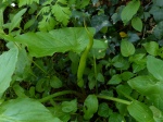 Wild Arum spathe (Arum maculatum)