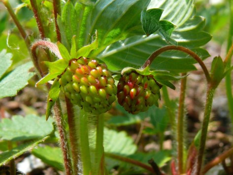 Wild Strawberry fruit (Fragaria vesca)