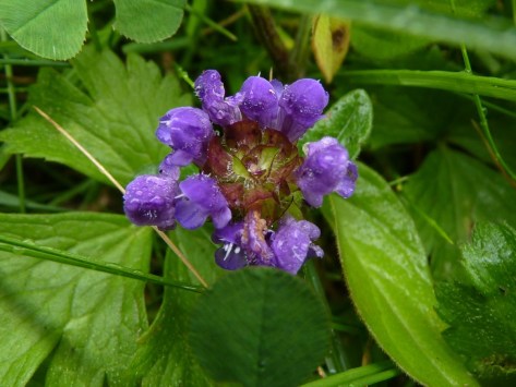 Self Heal flower head (Prunella vulgaris)