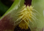 Wild Arum sterile male flowers (Arum maculatum)