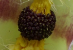 Wild Arum male flowers (Arum maculatum)