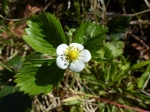 Wild Strawberry flower (Fragaria vesca)