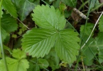 Wild Strawberry Leaf (Fragaria vesca)