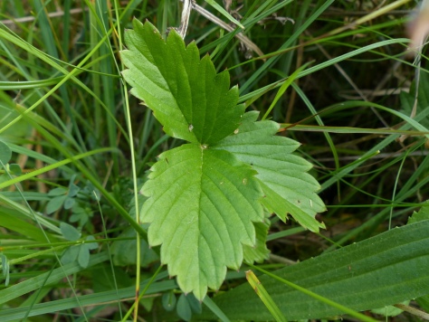 Wild Strawberry leaf (Fragaria vesca)