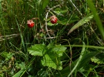 Wild Strawberry plant (Fragaria vesca)