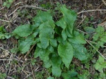 Wild Arum Leaf (Arum maculatum)