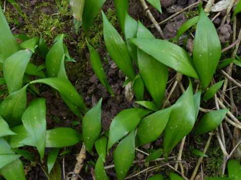 Wild Garlic leaves (Allium ursinum)