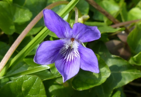Common Dog Violet (Viola riviniana)